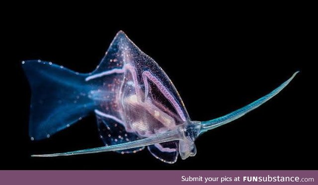 This is not a fish. It is a Phylliroe Sea Slug that has evolved its way of movement in a
