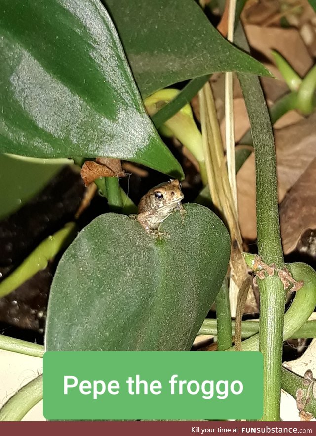 Pepe the froggo. I rescued him from the dollar general parking lot