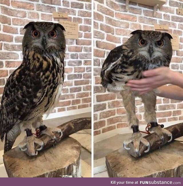 Owl legs