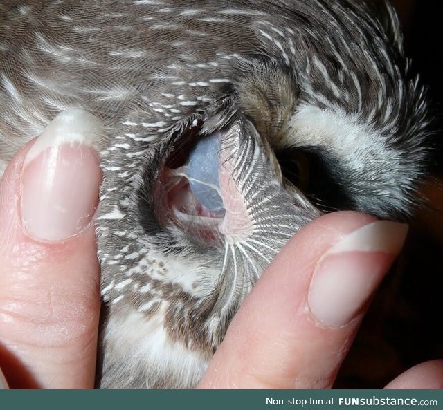 An owl’s eye is visible through their ear