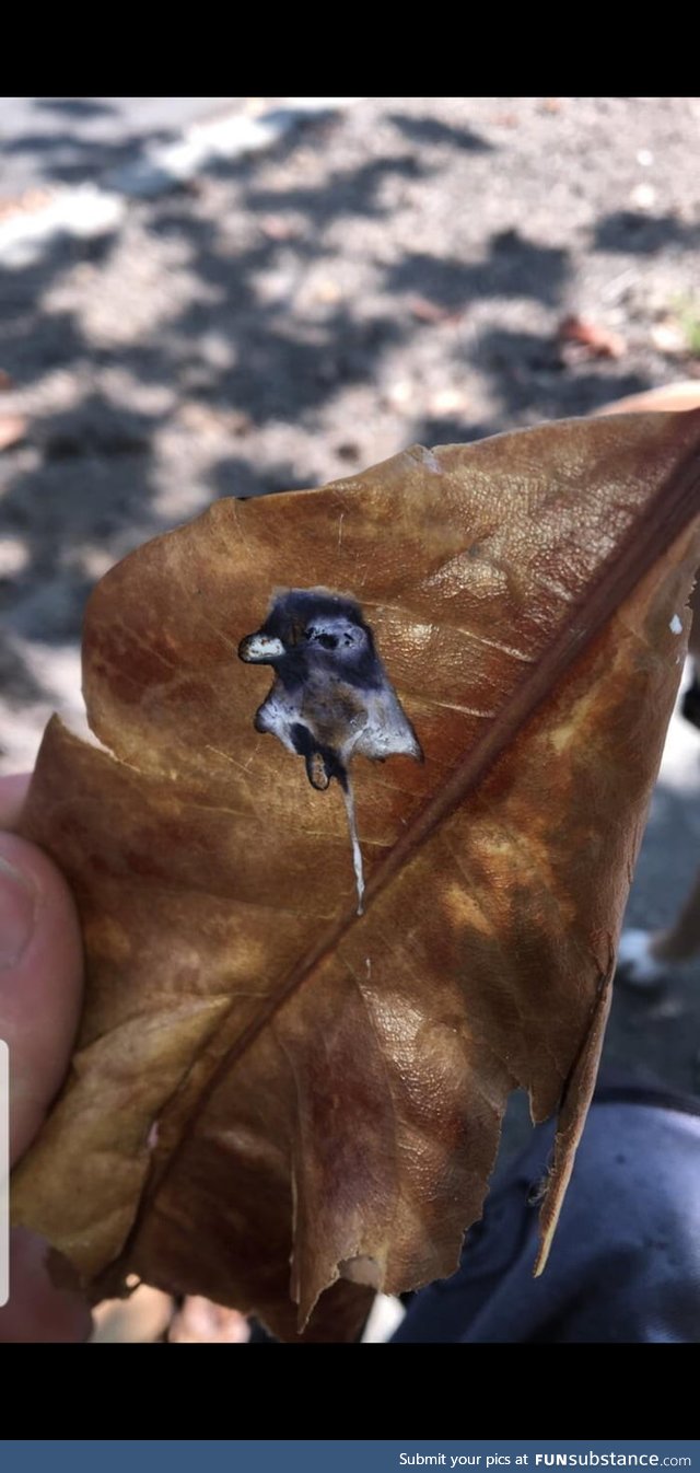 This bird pooped a portrait of itself