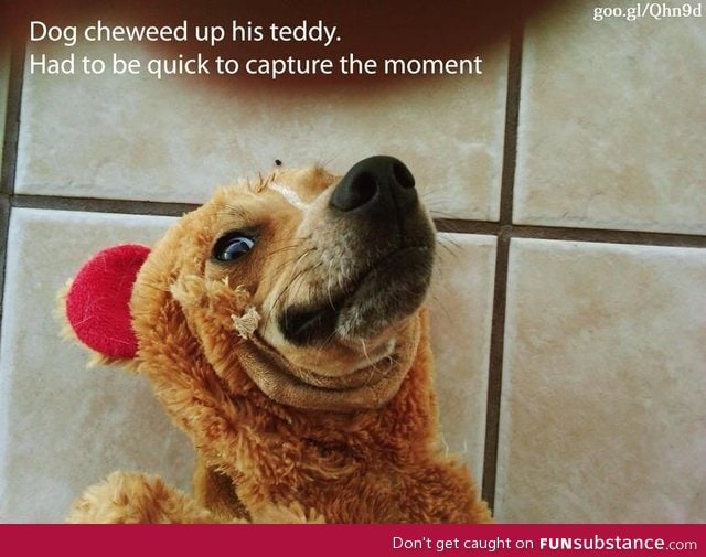 Dog chewed up a teddy