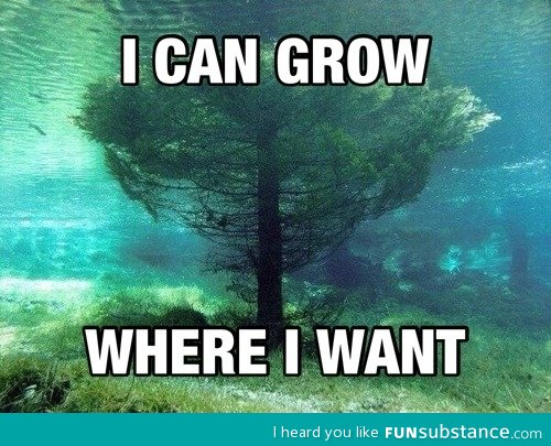 Underwater tree