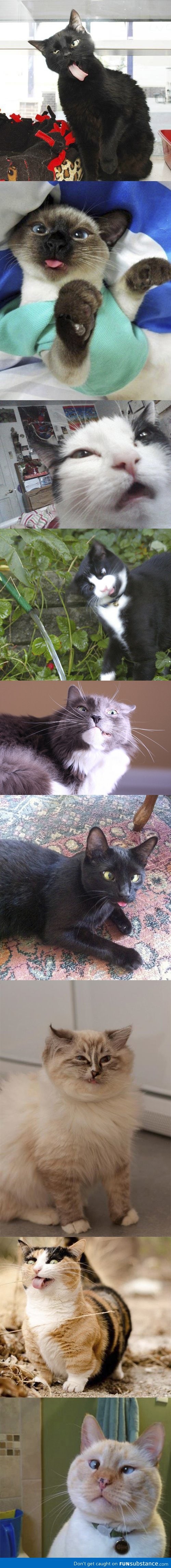 Derpy cats