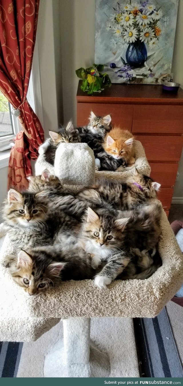 A cat tree full of kittens. They got a new tree yesterday and now refuse to sleep