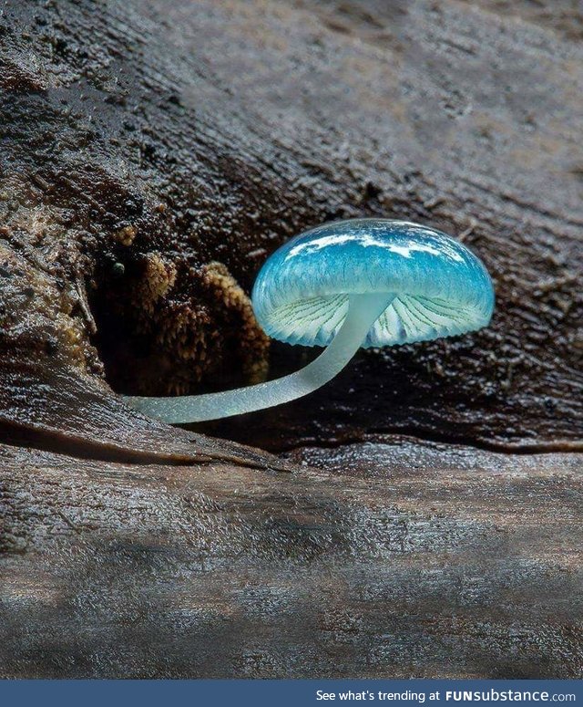 This beautiful, other worldly mushroom