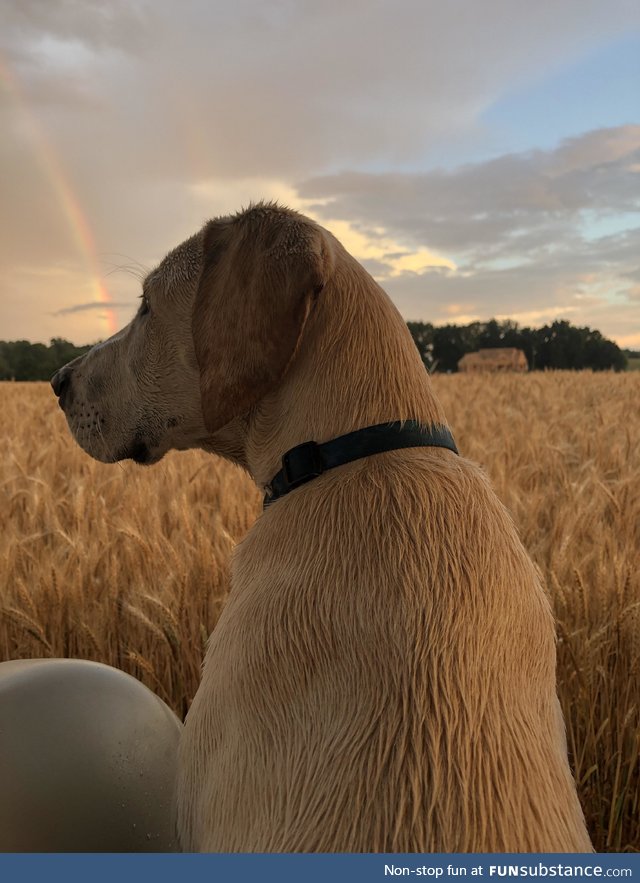 Photo I took of my cousins dog featuring a double rainbow