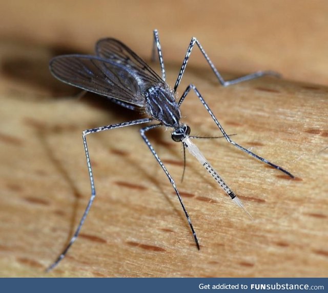 We should create genetically modified mosquitos that provide vaccines whenever they bite