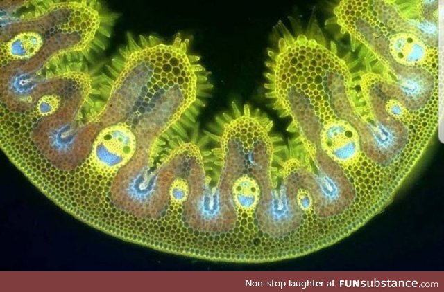 A blade of grass looks very happy under a microscope