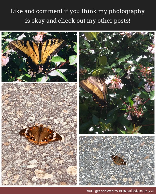 Butterflies in VA