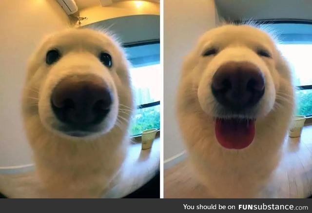 Dog before and after being called a good boy