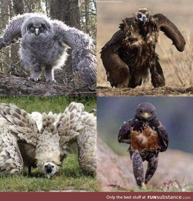 Some physically threatening avians to brighten up your day