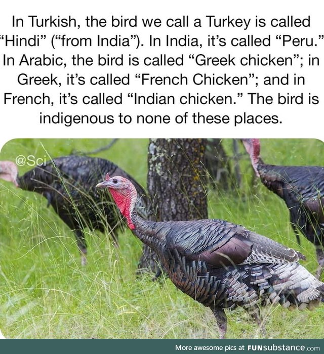 Turkey fact