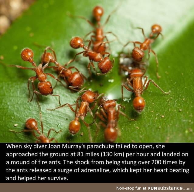 Thank you ants