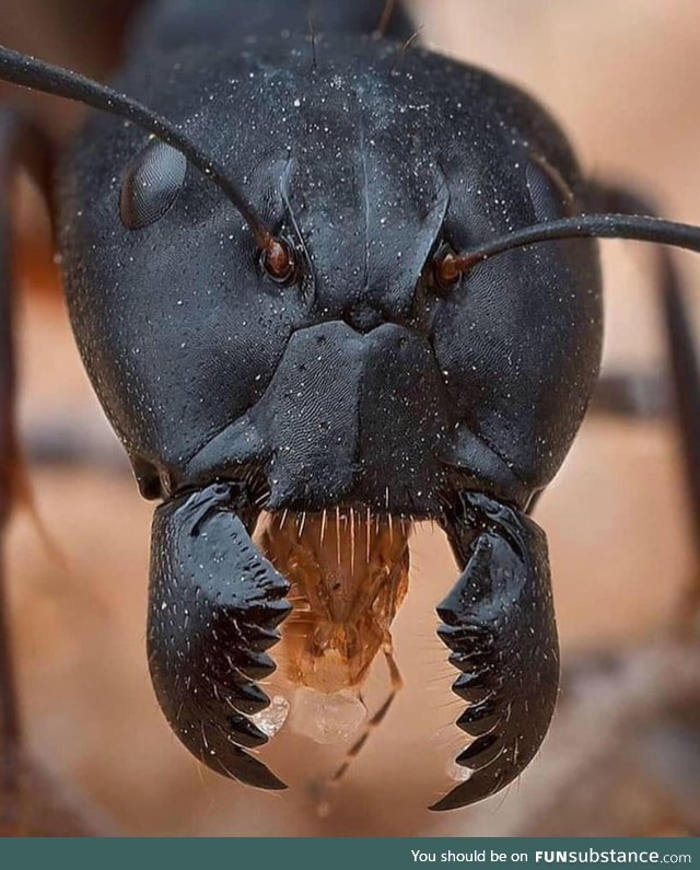 Closeup image of a worker ant