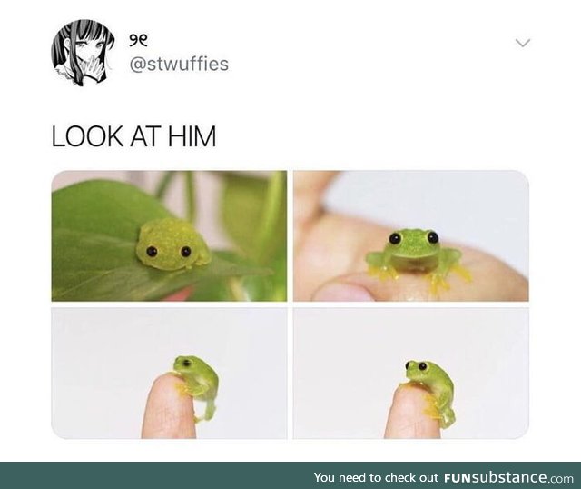 Lil cute frog