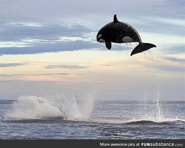 This orca was photographed while chasing a dolphin. It's estimated that orcas can