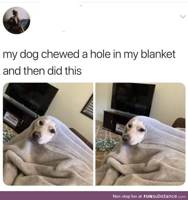 Blanket doggo