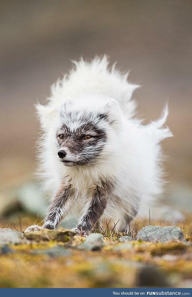 An arctic fox during a coat change from summer to winter