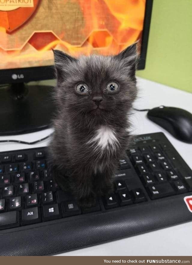 This cat saw my internet history