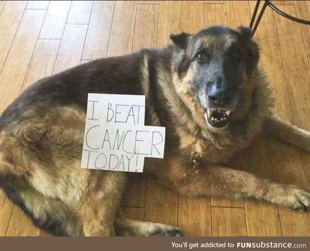 Doggo beats cancer