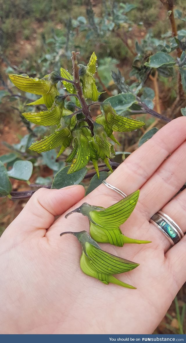 Check out these flowers that look like tiny hummingbirds!
