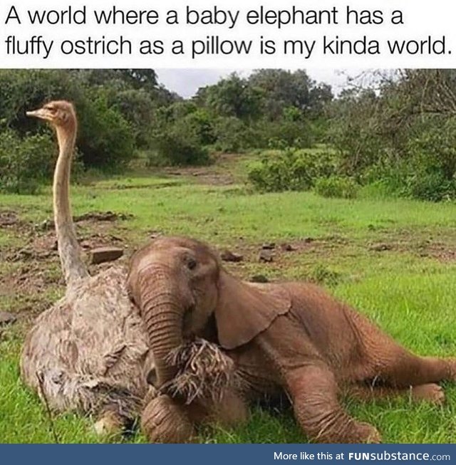 It's so fluffy I wanna lie [down]
