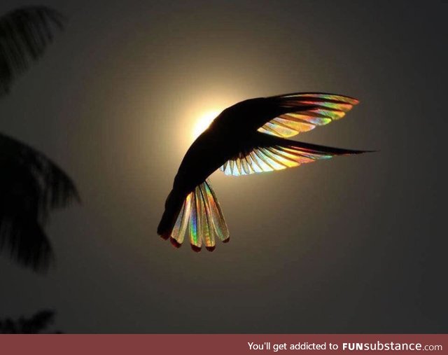 A hummingbirds wings against the sun