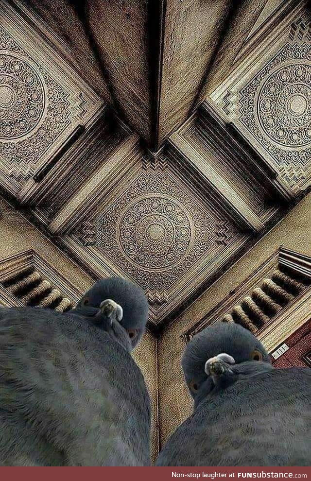 The photographer was lying on the ground, trying to shoot this ceiling. The pigeons were