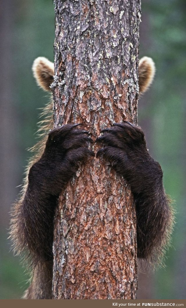 Brown Bear hiding behind a tree (Photo: Jari Peltomäki)