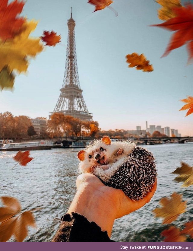 Happy hedgehog