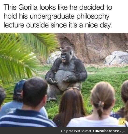 Gorilla does a funny human gesture