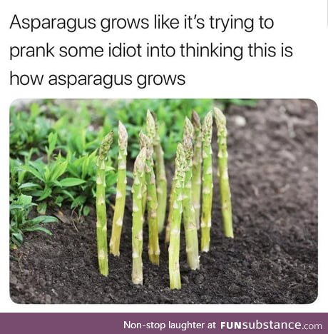 Asspergrass