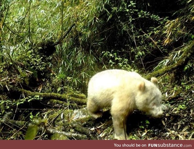 The very first albino panda found wandering in a Chinese forest