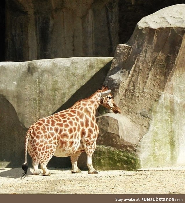 Here is a dwarf giraffe
