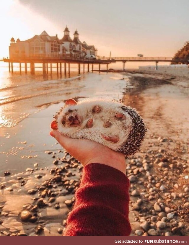 This happy hedgehog fills me with happiness