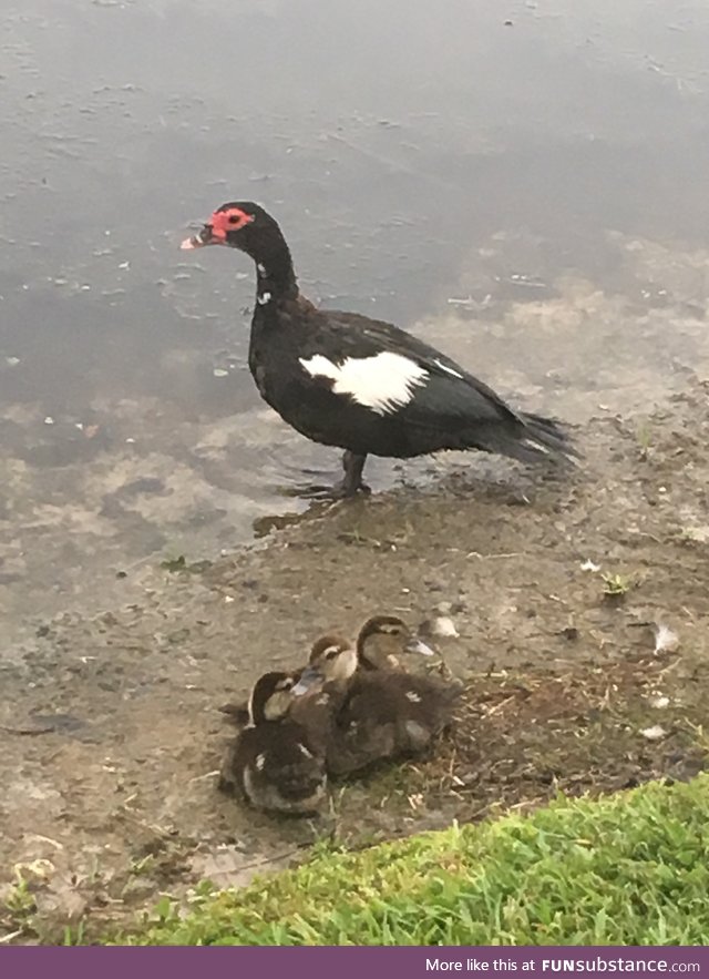 Mamá and baby ducks during fire works. Happy Fourth of July.