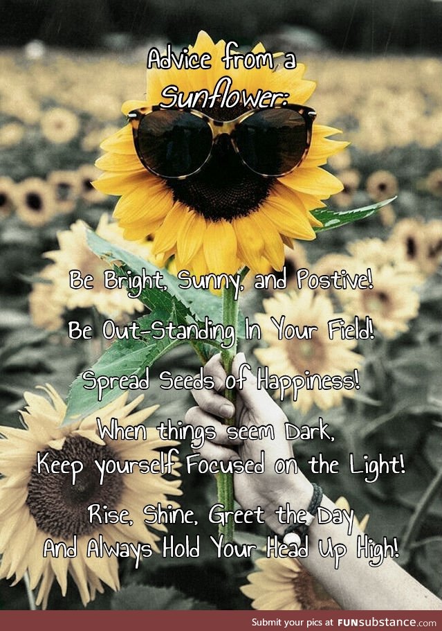 Sunflowers give the best advice
