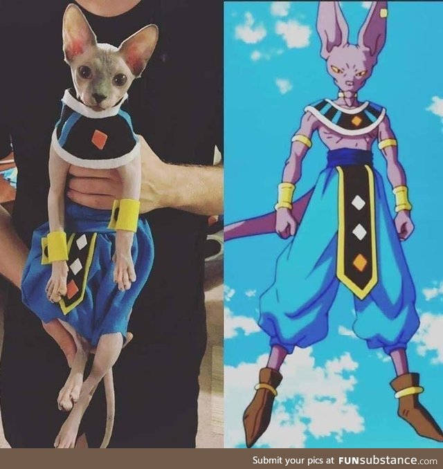 Beerus, God of Destruction Cosplay