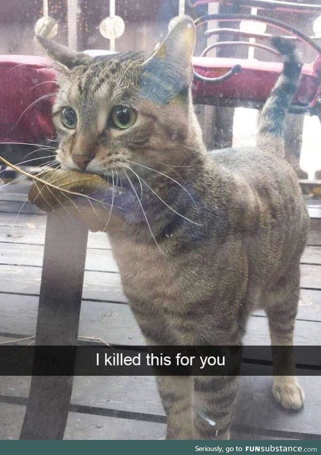 I Killed this for you