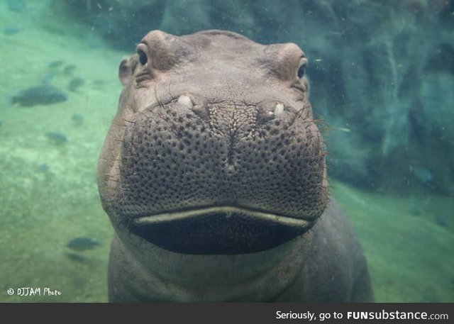 This is Fiona. Her tank in the Cincinnati Zoo is filled with 100% rain water. This has