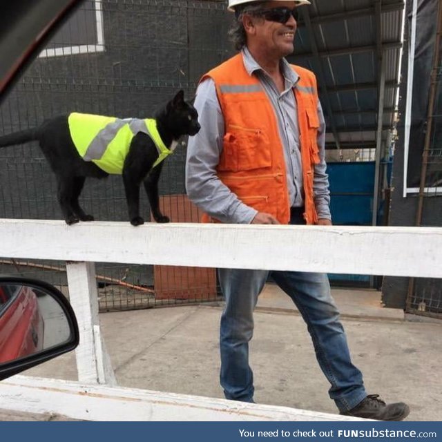 Construction workers put High-Visual jacket on black cat so it doesn't get hurt