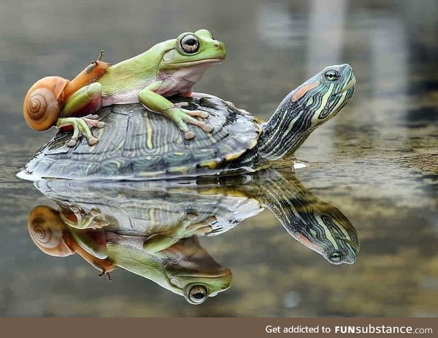 A snail, frog and a turtle walk into a bar