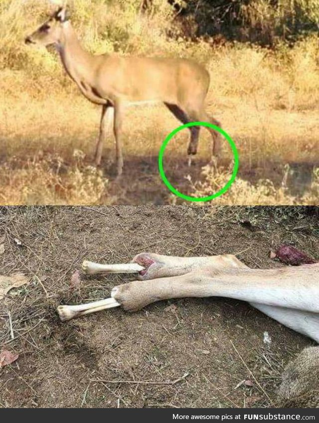 Deer lost it's back hooves and was walking around on bone