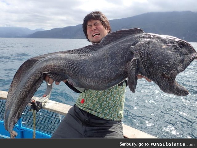 Wolf fish caught near Fukushima twice the size of any ever caught before over 6 feet