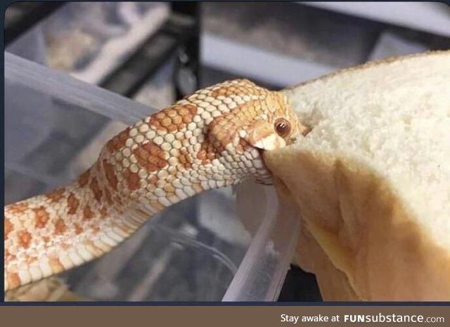 This is Mr.RattleBones he like to monch the bred 13/10 good doggo
