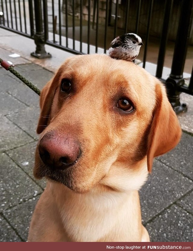 Went for a walk today and my dog found a baby bird