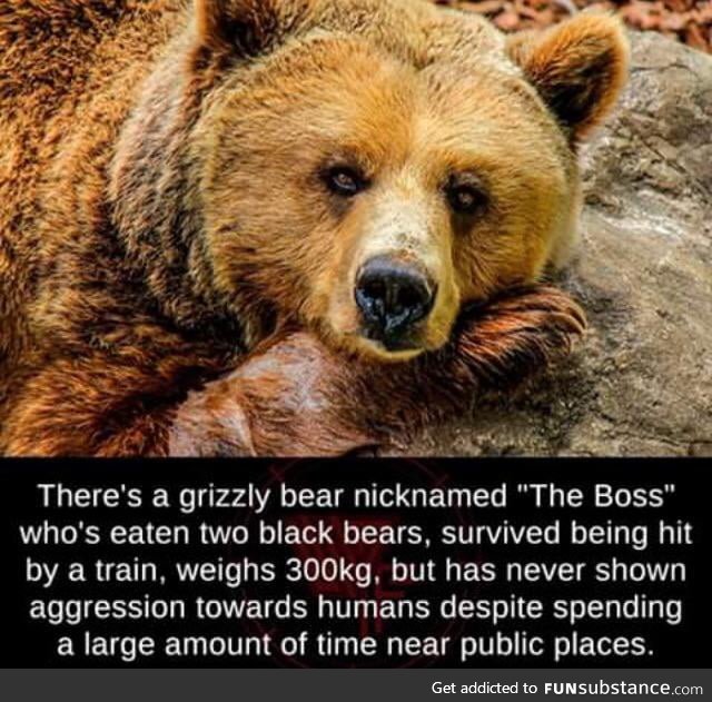 Interesting bear