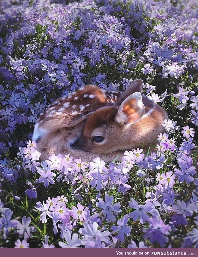 Fawn in the spring