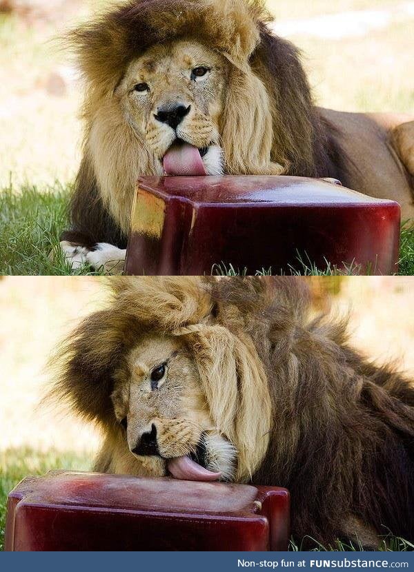 Lions were fed frozen blood during the heatwave in Melbourne